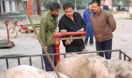 养猪导演爆料视频播放网站,热门视频播放网站幕后真相大曝光