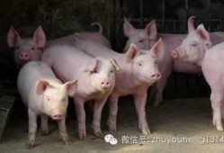 养猪导演爆料视频播放网站,热门视频播放网站幕后真相大曝光