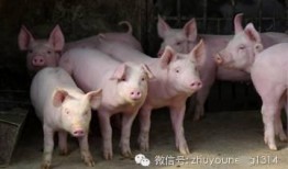 养猪导演爆料视频播放网站,热门视频播放网站幕后真相大曝光