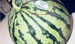 网红吃瓜啥意思