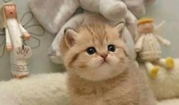 网红小猫咪球球吃瓜