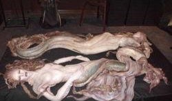 美人鱼在线观看完整版,梦幻海洋的浪漫传奇