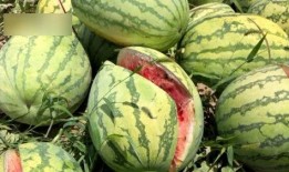 西安同城吃瓜最新爆料,揭秘同城热点事件幕后真相