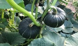 吃日本瓜的网红叫什么,揭秘“吃日本瓜”网红的爆红之路