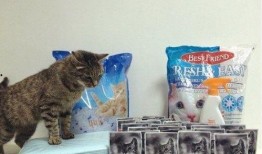 网红小猫咪球球吃瓜