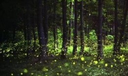 萤火虫娱乐吃瓜,揭秘娱乐圈吃瓜背后的真相与内幕