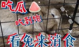 吃瓜兔子直播在线观看免费,免费观看，畅享欢乐时光