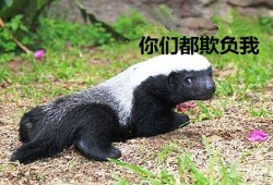 爆料平头哥户外视频,挑战极限，勇闯自然秘境