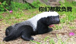 爆料平头哥户外视频,挑战极限，勇闯自然秘境