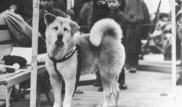 郭小刚爆料忠犬八公视频