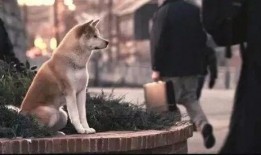 郭小刚爆料忠犬八公视频