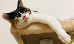 猫咪爆料合集视频大全,视频合集里的趣味瞬间