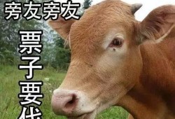 吃瓜娱乐酱黄牛,揭秘娱乐圈幕后黑手