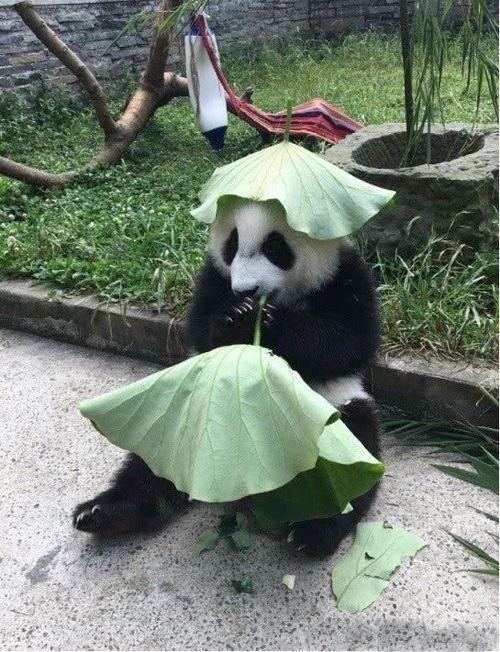 熊猫娱乐吃瓜酱,揭秘娱乐圈幕后故事