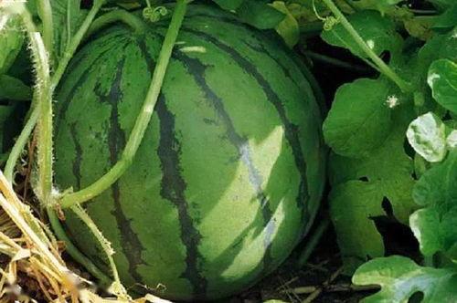 娱乐吃瓜酱山东,吃瓜酱带你探秘本土明星幕后故事