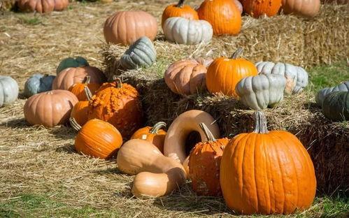 娱乐吃瓜风格是什么样的